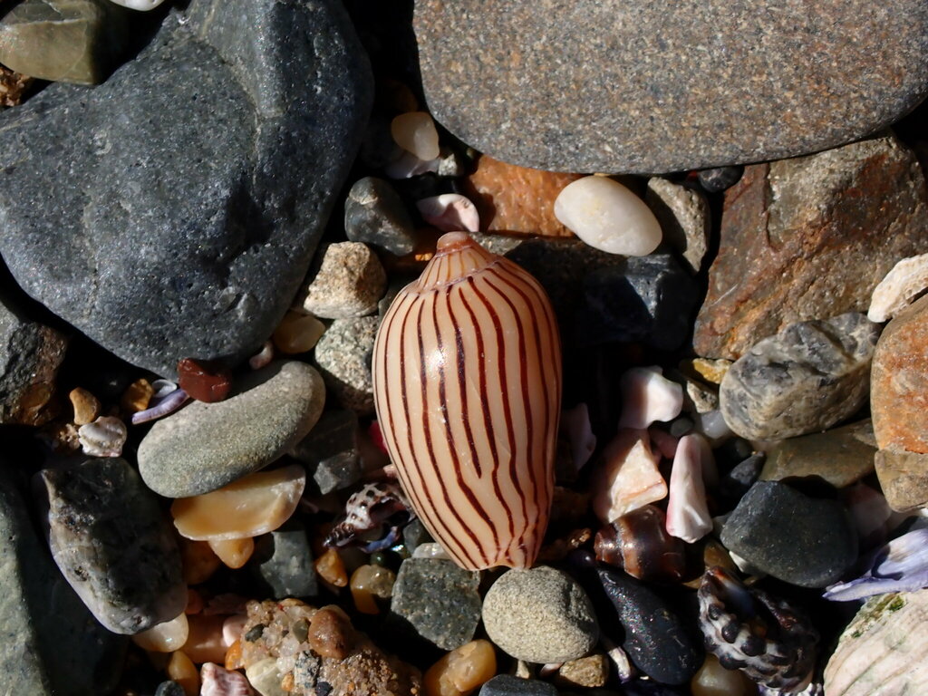 Zebra Volute from Sandy Beach NSW 2456, Australia on September 4, 2024 ...