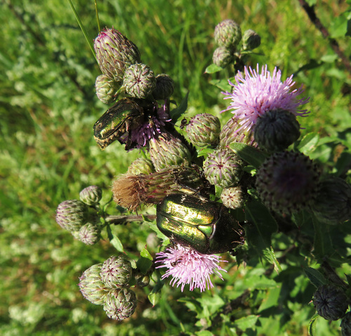 Paprastasis auksavabalis