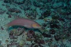 Golden Wrasse photo 3