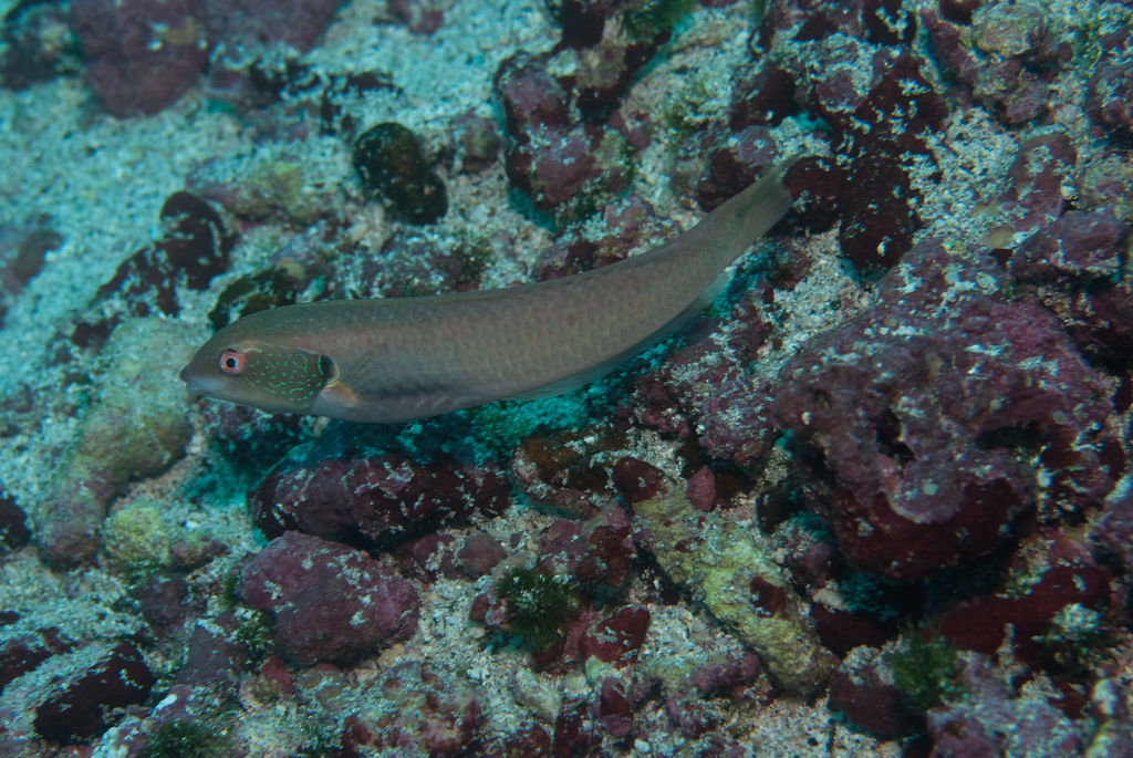 Golden Wrasse