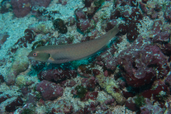 Príncipe Sunbird Wrasse