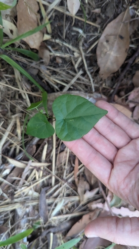 Stephania japonica