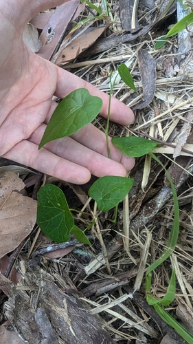 Stephania japonica