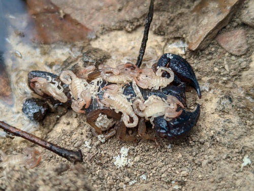 Black rock scorpion photo 3