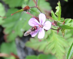 Platycheirus albimanus