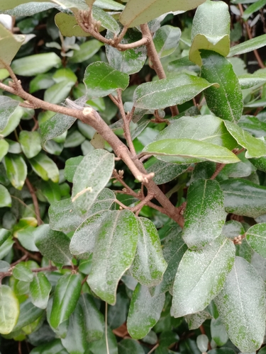 Elaeagnus × submacrophylla iNat (3)