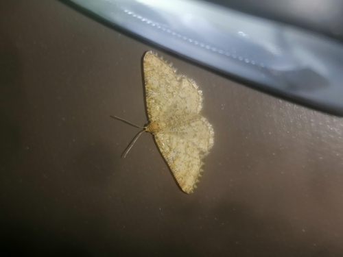 Heliomata glarearia
