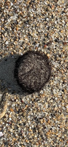 Gracilaria gracilis, 2024-09-04