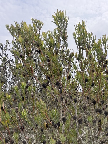 Hopefield Conebush (Leucadendron foedum)