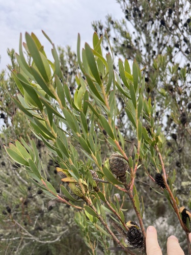 Image of Leucadendron foedum by no rights reserved