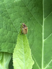 Macrodactylus subspinosus
