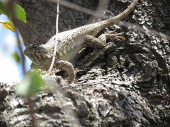 Sceloporus albiventris