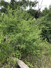 Myricaceae