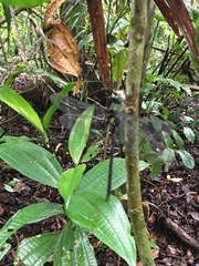 Gynacantha membranalis