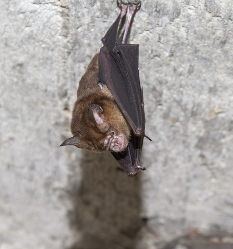 Allen's Leaf-nosed Bat (Hipposideros poutensis) — Data Deficient Mammalia