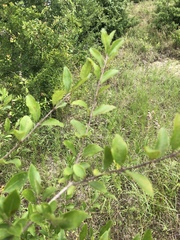 Myricaceae
