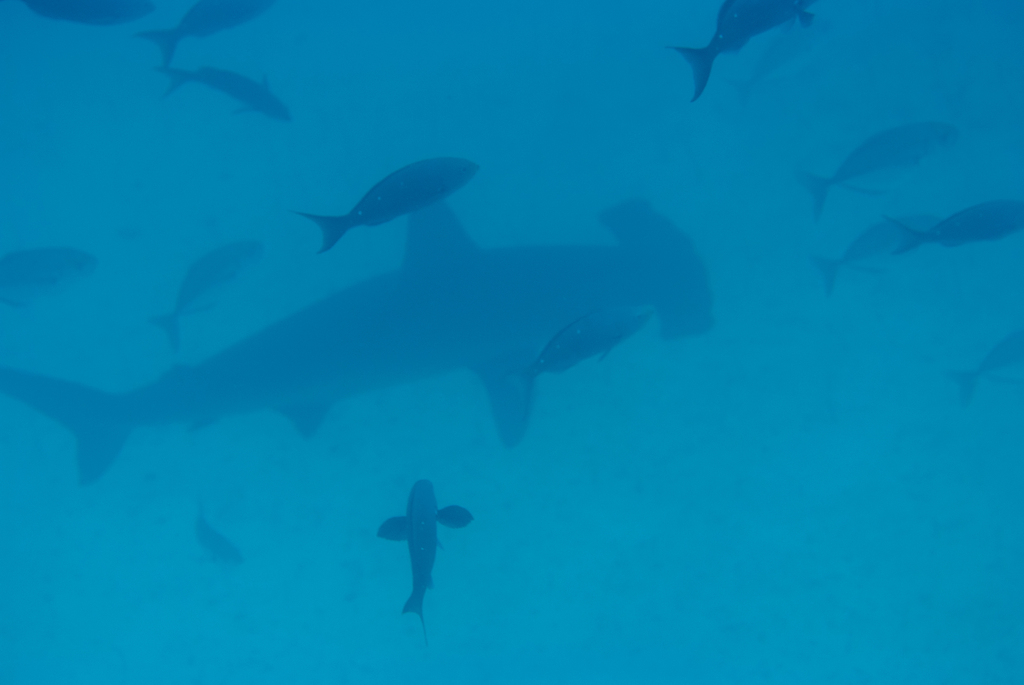 Scalloped hammerhead passing below schooling fish