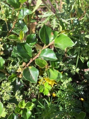 Cotoneaster divaricatus