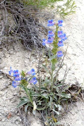 Ward's beardtongue (Penstemon wardii)