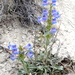 Ward's Beardtongue - Photo (c) Robert Johnson, some rights reserved (CC BY-NC), uploaded by Robert Johnson