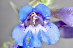 Penstemon wardii
