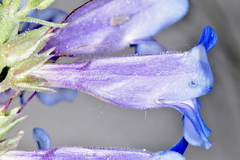 Penstemon wardii