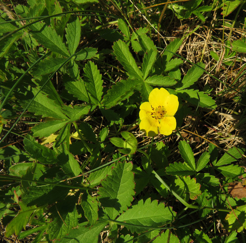 Penkiapirštė sidabražolė