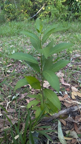 Cestrum nocturnum