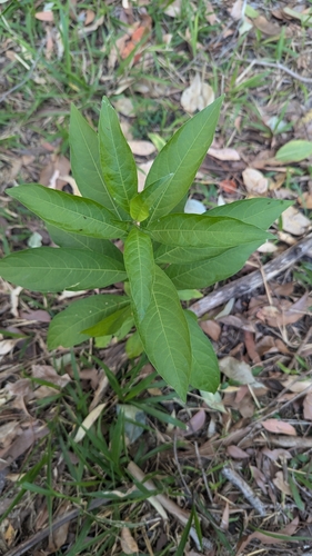 Cestrum nocturnum