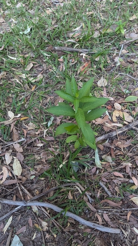 Cestrum nocturnum