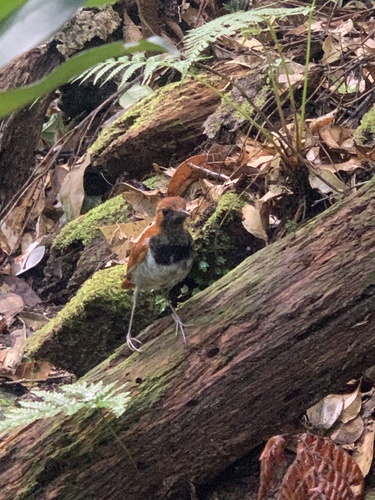 Okinawa Robin (Larvivora namiyei), photo 10