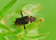 Closterotomus fulvomaculatus