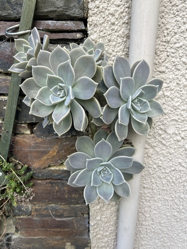 Foto de Planta fantasma