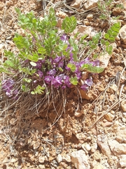Astragalus megacarpus