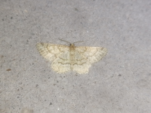 Heliomata glarearia