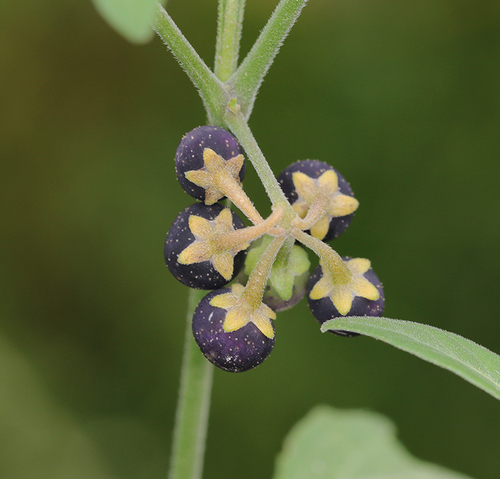 tall nightshade