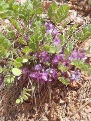Astragalus megacarpus