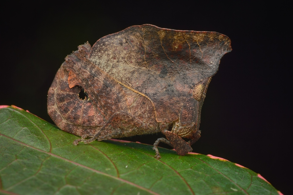 Xiphicera gallinacea (Xiphicera gallinacea)