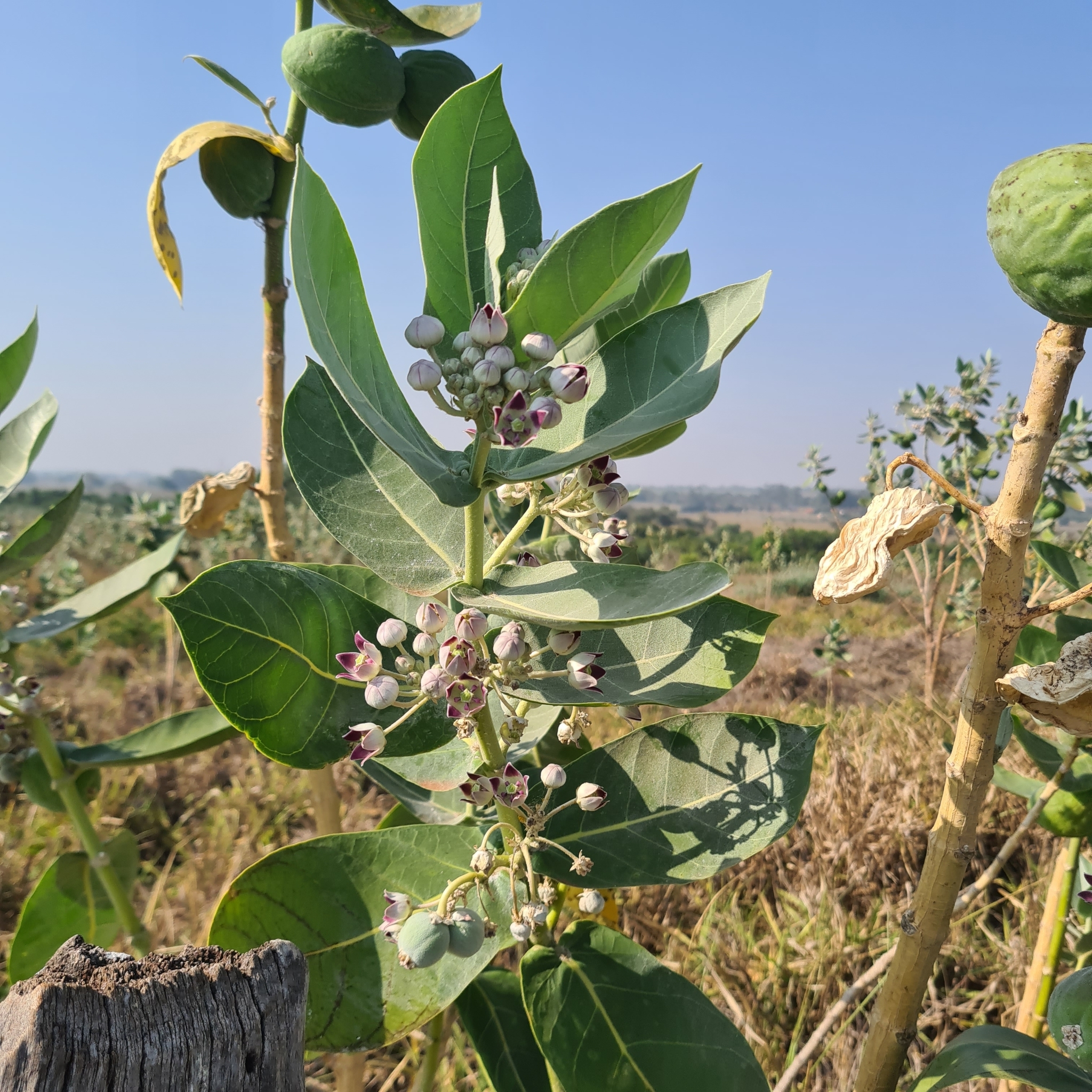 Calotropis procera