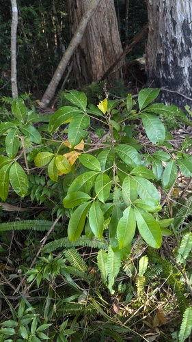 Image of Pink doughwood by (c) Alesha Teitzel, some rights reserved (CC BY)