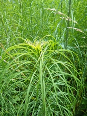 Helianthus salicifolius