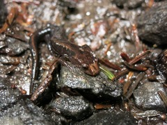 Desmognathus carolinensis