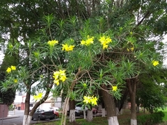 Cascabela thevetioides