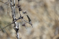 Euphilotes bernardino