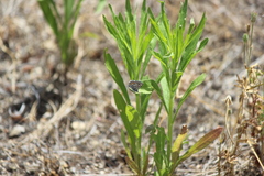 Euphilotes bernardino