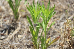 Euphilotes bernardino