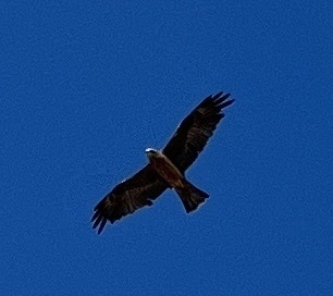 Black Kite