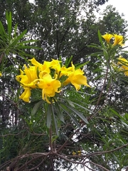 Cascabela thevetioides