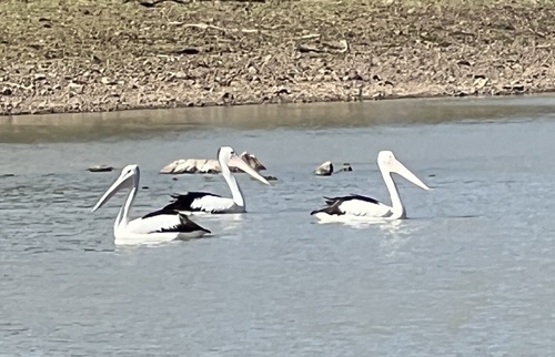 Australian Pelican
