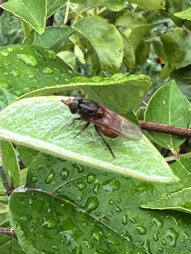Heineken Fly, Diemer Vijfhoek, Diemen, North Holland, NL, photo 5 of 10